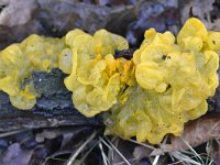 Tremella mesenterica 33 Gele trilzwam, Saxifraga-Tom Heijnen