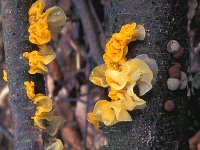 Tremella mesenterica 4, Gele trilzwam, Saxifraga-Jan van der Straten