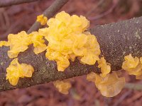 Tremella mesenterica 5, Gele trilzwam, Saxifraga-Jan de Laat