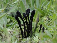 Trichoglossum hirsutum 4, Gewone ruige aardtong, Saxifraga-Luuk Vermeer