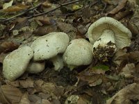 Tricholoma filamentosum 2, Saxifraga-Willem van Kruijsbergen