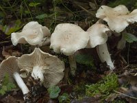 Tricholoma lascivum 3, Vuilwitte ridderzwam, Saxifraga-Willem van Kruijsbergen