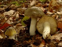 Tricholoma sejunctum 2, Streephoedridderzwam, Saxifraga-Jan van der Straaten