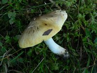 Tricholoma sejunctum 3, Streephoedridderzwam, Saxifraga-Jan Willem Jongepier