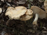 Tricholoma sulphurescens 2, Geelvlekkende ridderzwam, Saxifraga-Willem van Kruijsbergen