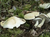 Tricholoma sulphurescens 5, Geelvlekkende ridderzwam, Saxifraga-Willem van Kruijsbergen