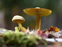 Tricholoma sulphureum 6, Narcisridderzwam, Saxifraga-Luuk Vermeer