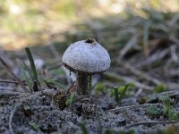 Tulostoma fimbriatum 2, Ruwstelige stuifbal, Saxifraga-Luuk Vermeer