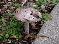 Volvariella gloiocephala 4, Gewone beurszwam, Saxifraga-Peter Meininger