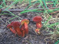 Xerocomellus rubellus, Ruby Bolete