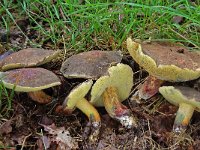 Xerocomus cisalpinus 2, Blauwvlekkende roodsteelboleet, Saxifraga-Lucien Rommelaars