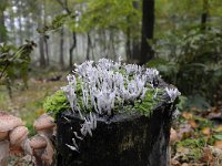 Xylaria hypoxylon 11, Geweizwam, Saxifraga-Luuk Vermeer