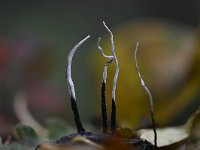 Xylaria hypoxylon 12, Geweizwam, Saxifraga-Luuk Vermeer