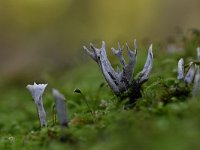 Xylaria hypoxylon 14, Geweizwam, Saxifraga-Luuk Vermeer