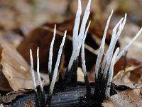 Xylaria hypoxylon 15, Geweizwam, Saxifraga-Luuk Vermeer