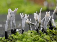 Xylaria hypoxylon 16, Geweizwam, Saxifraga-Luuk Vermeer