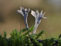 Xylaria hypoxylon 23, Geweizwam, Saxifraga-Luuk Vermeer