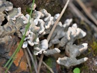 Xylaria hypoxylon 27, Geweizwam, Saxifraga-Tom Heijnen