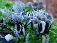 Xylaria hypoxylon 28, Geweizwam, Saxifraga-Tom Heijnen