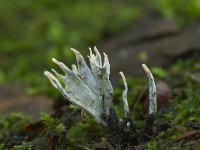 Xylaria hypoxylon 7, Geweizwam, Saxifraga-Jan Nijendijk