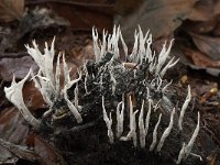 Xylaria hypoxylon 9, Geweizwam, Saxifraga-Willem van Kruijsbergen