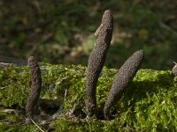 Xylaria longipes 2, Esdoornhoutknotszwam, Saxifraga-Willem van Kruijsbergen