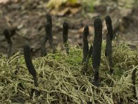 Xylaria longipes 3, Esdoornhoutknotszwam, Saxifraga-Willem van Kruijsbergen