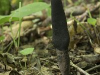 Xylaria longipes 6, Esdoornhoutknotszwam, Saxifraga-Willem van Kruijsbergen (2)