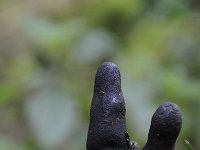 Xylaria polymorpha 11, Houtknotszwam, Saxifraga-Luuk Vermeer