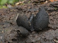 Xylaria polymorpha 14, Houtknotszwam, Saxifraga-Willem van Kruijsbergen