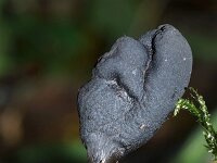 Xylaria polymorpha 17,  Houtknotszwam, Saxifraga-Foto Fitis-Sytske Dijksen