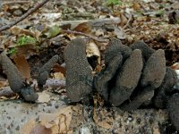 Xylaria polymorpha 5, Houtknotszwam, Saxifraga-Lucien Rommelaars