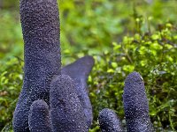 Xylaria polymorpha 7, Houtknotszwam, Saxifraga-Rik Kruit