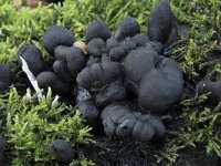 Xylaria polymorpha 16, Houtknotszwam, Saxifraga-Willem van Kruijsbergen