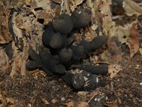 Xylaria polymorpha 2, Houtknotszwam, Saxifraga-Willem van Kruijsbergen