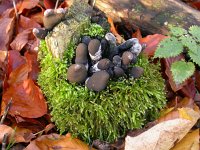 Xylaria polymorpha 4, Houtknotszwam, Saxifraga-Peter Meininger