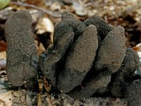 Xylaria polymorpha 6, Houtknotszwam, Saxifraga-Lucien Rommelaars