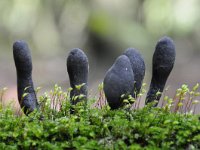 Xylaria polymorpha 9, Houtknotszwam, Saxifraga-Luuk Vermeer