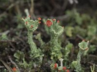 Cladonia coccifera 14, Rood bekermos, Saxifraga-Willem van Kruijsbergen