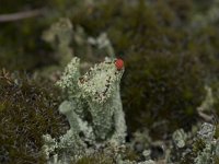 Cladonia coccifera 17, Rood bekermos, Saxifraga-Willem van Kruijsbergen