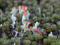 Cladonia coccifera 24, Rood bekermos, Saxifraga-Tom Heijnen