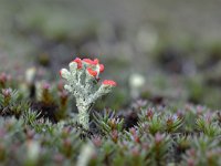 Cladonia coccifera 25, Rood bekermos, Saxifraga-Tom Heijnen