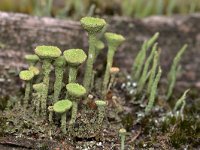 Cladonia fimbriata 15, Kopjes-bekermos, Saxifraga-Tom Heijnen