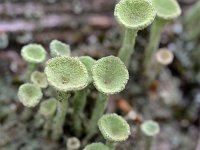 Cladonia fimbriata 16, Kopjes-bekermos, Saxifraga-Tom Heijnen