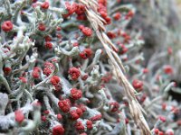 Cladonia floerkeana 30, Rode heidelucifer, Saxifraga-Tom Heijnen