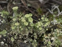 Cladonia grayi 22, Bruin bekermos, Saxifraga-Willem van Kruijsbergen