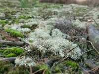 Cladonia portentosa 20, Open rendiermos, Saxifraga-Tom Heijnen