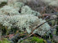 Cladonia portentosa 21, Open rendiermos, Saxifraga-Tom Heijnen