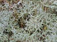 Cladonia portentosa 22, Open rendiermos, Saxifraga-Tom Heijnen