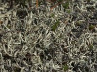 Cladonia uncialis 6, Varkenspootje, Saxifraga-Willem van Kruijsbergen